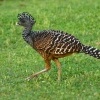 Hoko promenlivy - Crax rubra - Great Curassow 9879